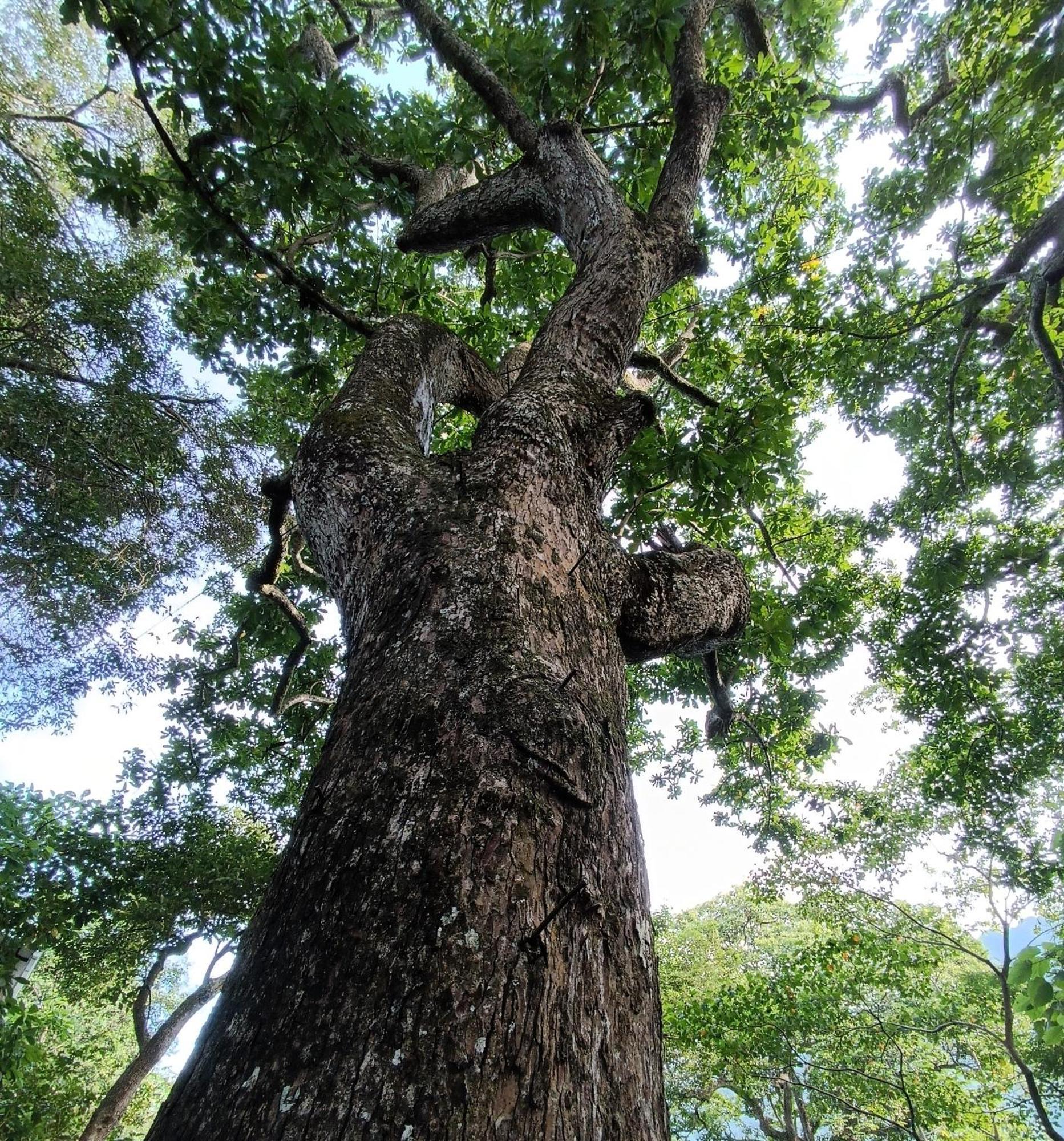 Eden Los Abuelos 2 - Casa Privada En Minca Nature Kültér fotó